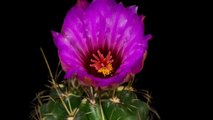 D'incroyables éclosions florales filmées en accéléré