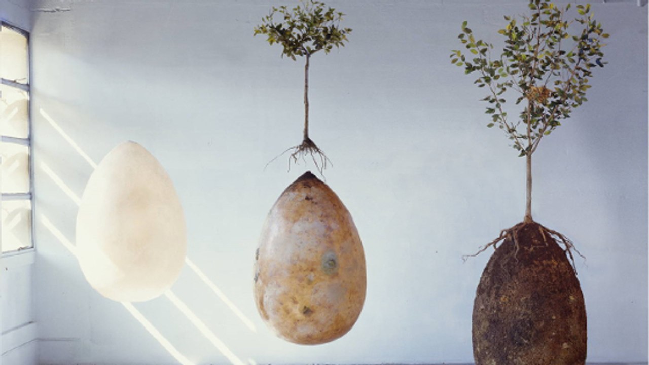 Capsula Mundi, l'étonnant projet de cercueil écologique qui veut transformer les défunts en arbres