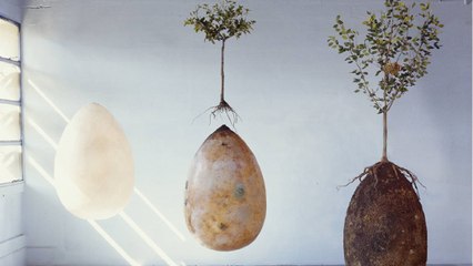 Capsula Mundi, l'étonnant projet de cercueil écologique qui veut transformer les défunts en arbres