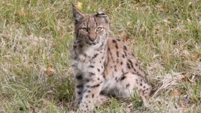 Une lynx orpheline sauvée dans le Jura la veille de Noël