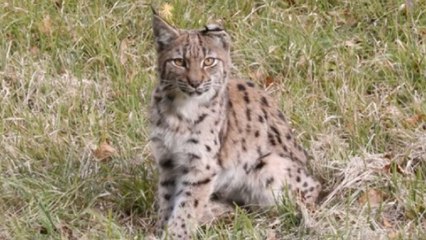 Une lynx orpheline sauvée dans le Jura la veille de Noël