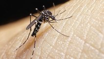 Virus Zika : symptômes, traitement, propagation, tout savoir sur la fièvre Zika