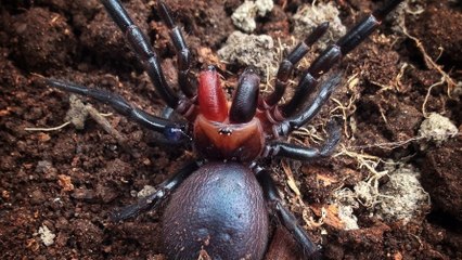 Une araignée Dracula aux crochets rouge sang découverte en Australie