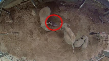 Découvrez les images exceptionnelles de la naissance d'un éléphant d'Asie