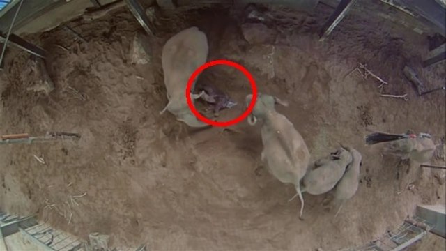 Découvrez les images exceptionnelles de la naissance d'un éléphant d'Asie