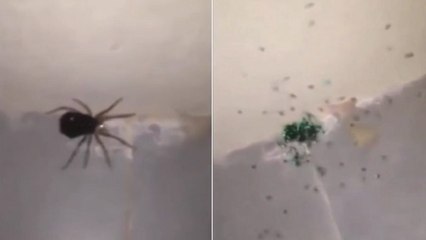 L'effrayante surprise d'une araignée découverte dans une maison