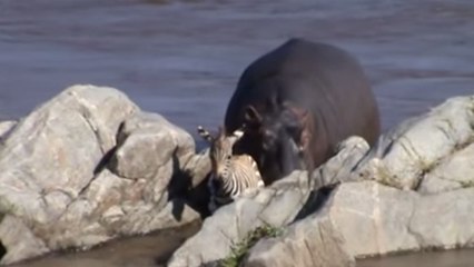 Quand un hippopotame vient au secours d'un jeune zèbre qui traverse une rivière