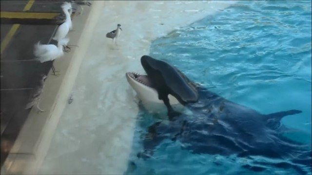 L'étonnante technique de chasse d'une orque