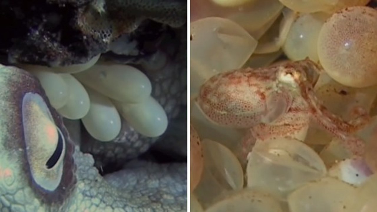 L'étonnante éclosion d'oeufs de pieuvre filmée au large de l'Australie