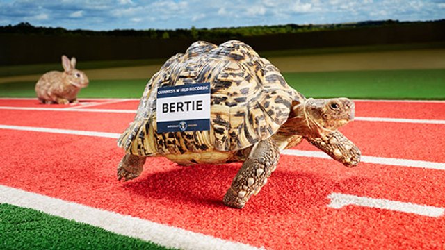 Voici Bertie, la tortue la plus rapide du monde
