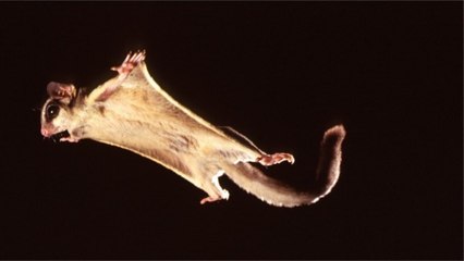 Découvrez les secrets de vol de l'incroyable phalanger volant