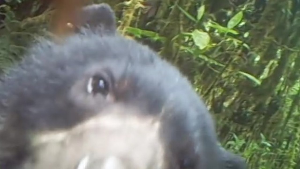 De rares images d'un ours à lunettes capturées par un piège photo