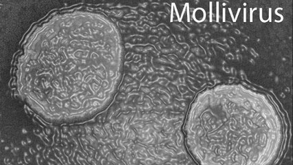 Mollivirus, un virus géant inconnu découvert dans de la glace vieille de 30 000 ans