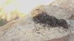 L'impressionnant repas d'une colonie de fourmis filmé en time-lapse