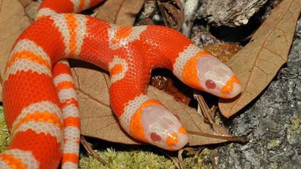 Medusa, le serpent albinos à deux têtes qui essaie de se manger lui-même