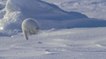 L'étonnante technique de chasse du renard polaire