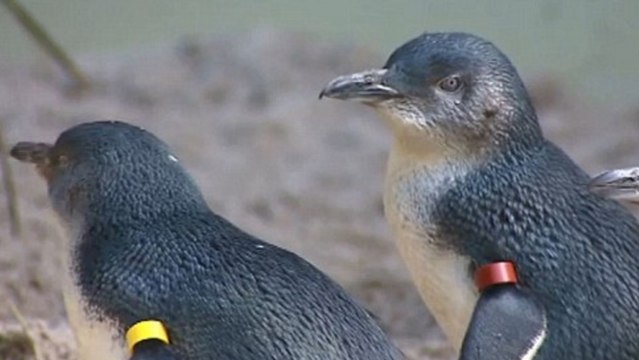 Des manchots retrouvés morts tués par un renard au zoo de Melbourne