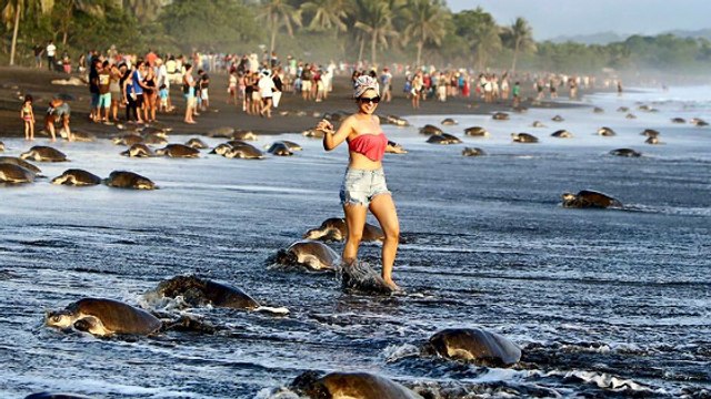 Une nuée de touristes perturbe la reproduction de tortues de mer au Costa Rica
