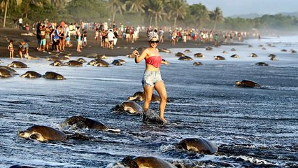Une nuée de touristes perturbe la reproduction de tortues de mer au Costa Rica