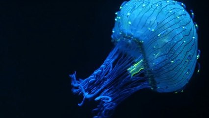 Découvrez les étonnants secrets des méduses dans cette splendide vidéo