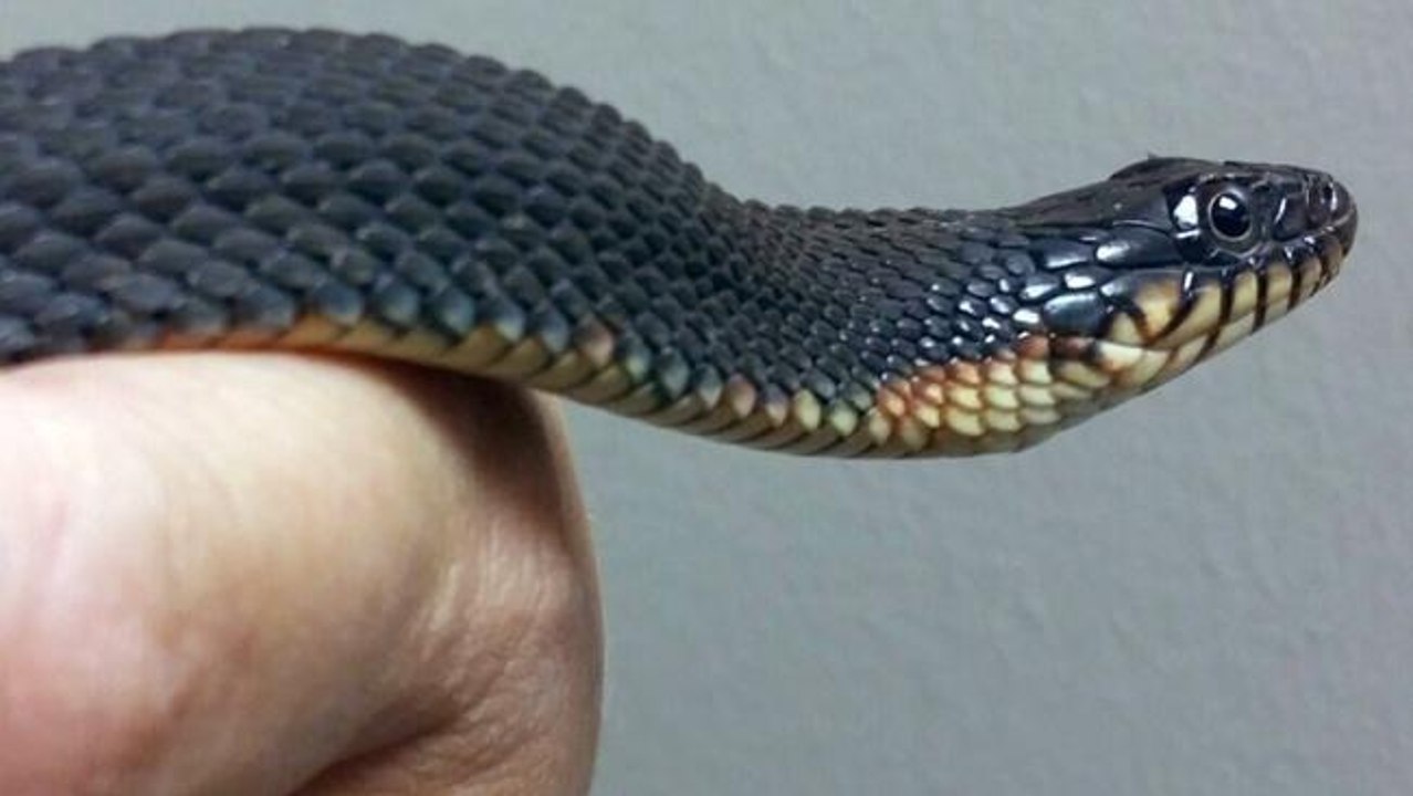 Un serpent donne naissance pour la seconde fois... sans avoir été fécondé