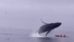 Une baleine à bosse renverse le kayak de deux touristes au large de la Californie