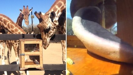 Quand des girafes tentent d'attraper de la nourriture cachée dans une boite