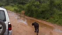 Quand un buffle chasse une lionne qui convoite son petit