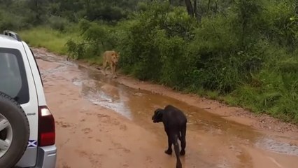 Quand un buffle chasse une lionne qui convoite son petit