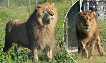 Les derniers lions de cirque de Bulgarie retrouvent leur liberté