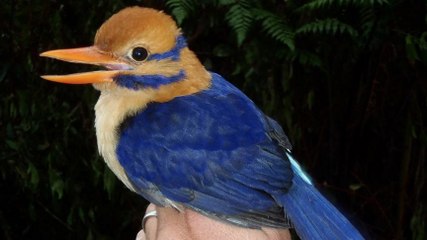 Un oiseau rarissime photographié pour la première fois dans le Pacifique