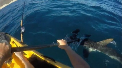 Un requin-marteau attaque un pêcheur en kayak au large de la Californie