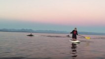 Des kayakistes croisent un immense banc de dauphins au large du Canada