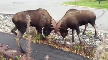 Un impressionnant combat d'élans surpris en plein milieu d'un quartier en Alaska