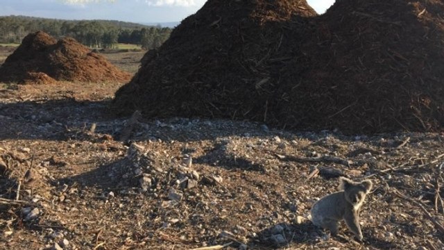 La triste photo d'un koala dévoile l’impact dévastateur de la déforestation en Australie