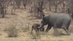 Quand un éléphant s'attaque à un buffle sous les yeux de touristes dans le parc Kruger