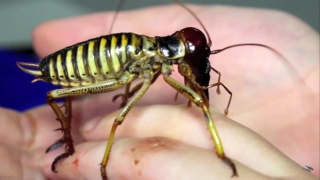 Le weta, l'un des insectes les plus grands et les plus lourds au monde