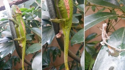 Voilà à quoi ressemble la naissance d'un bébé caméléon