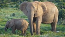 Comment les éléphants échappent-ils au cancer ? Des chercheurs ont percé leur secret