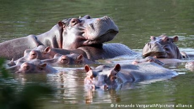 Colombia debates what to do with Pablo Escobar's hippos