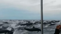 Un immense banc de dauphins aperçu au large du Costa Rica