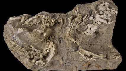 Un nid fossilisé rempli de petits dinosaures retrouvé en Mongolie