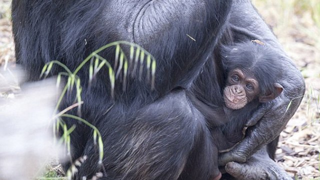 Une femelle chimpanzé adopte le petit d'une congénère décédée dans un zoo australien