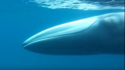 Une espèce très rare de baleine dévoile ses secrets au large de Madagascar