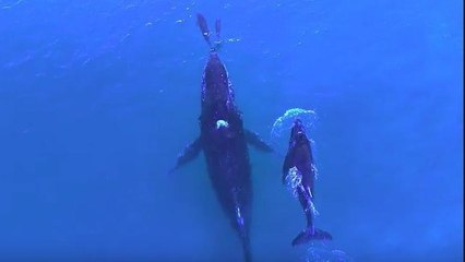 Une baleine et un dauphin filmés nageant ensemble avec leurs petits