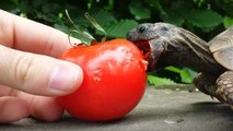 Une tortue passe le meilleur moment de sa vie en mangeant une tomate