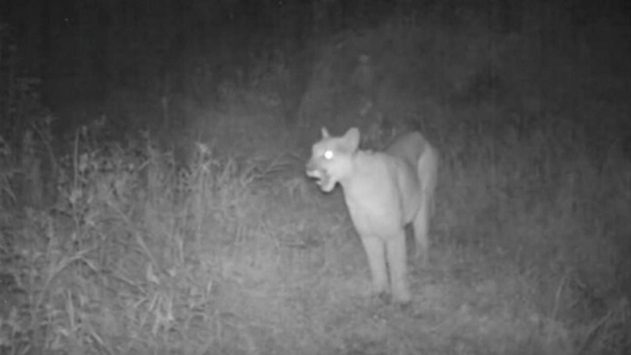 Ecoutez le cri étonnant d’une femelle puma