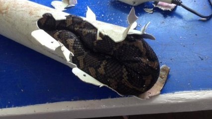 Le fantastique sauvetage d'un python retrouvé coincé dans la gouttière d’une maison