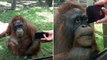 L'étonnante réaction d'un orang-outan face à une vidéo montrant des congénères