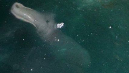 Une mystérieuse créature photographiée dans une grotte marine en Grèce